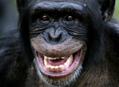 Chimpanzé fica viciada em canal pornô e surpreende primatologista