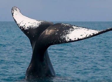 Baleias Jubarte não encontram proteção suficiente na Bahia