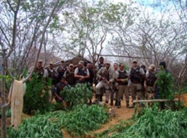 Polícia destrói 50 mil pés de maconha em Ourolândia