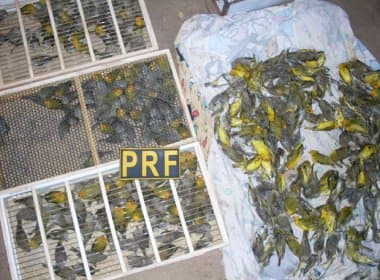 Mais de 600 pássaros são encontrados em porta-malas de carro na BR-101