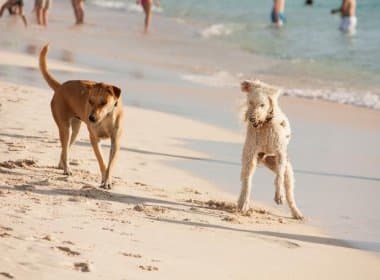 Passear com cães em praias pode trazer doenças ao próprio pet e ao dono