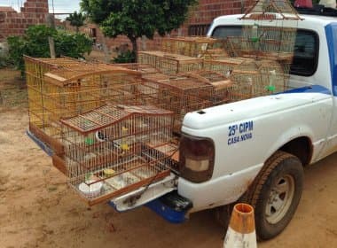 Operação resgata 15 pássaros silvestres em Santana do Sobrado