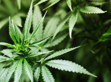 Estudo comprova que cannabis reduz convulsões e pode ser usada contra epilepsia