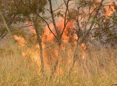 Incêndio destrói 10 hectares de mata na USP