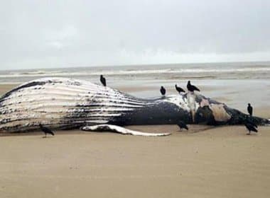 Baleia é encontrada morte em praia de Belmonte