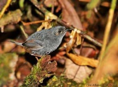 Espécie de pássaro descoberta no litoral da Bahia corre risco de extinção