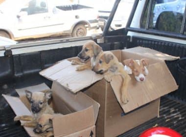 Polícia fecha feira de animais ilegal em Brumado