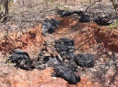 Urubus morrem após ingerir carne de cães envenenados em Brumado