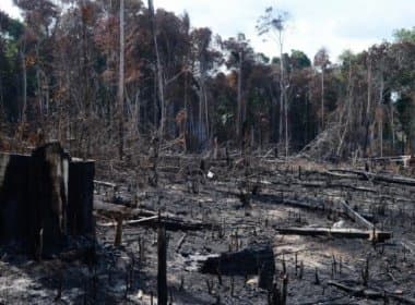 Desmatamento na Amazônia subiu 290% em setembro deste ano, diz ONG