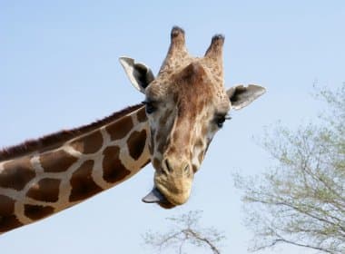 Interpol pede para ser avisada em caso de flagra de girafas voando