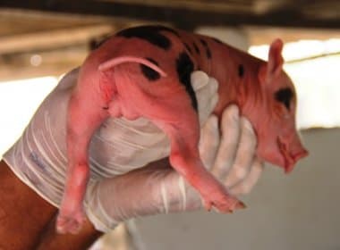 Nasce porco hermafrodita em Coite; confira vídeo na coluna Municípios