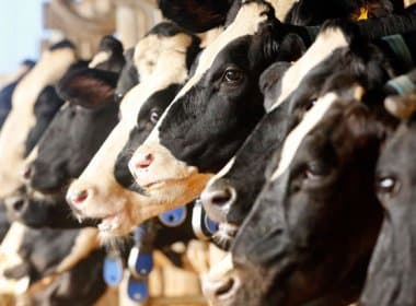 Empresa dos EUA produz sacolas plásticas a partir de flatulência de vacas