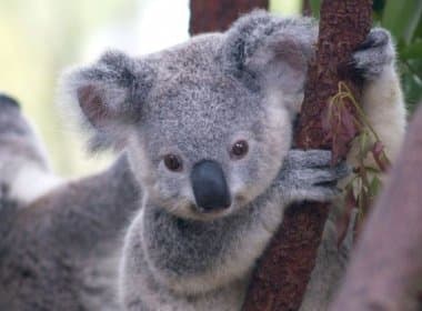 Austrália mata cerca de 700 de coalas que passavam fome