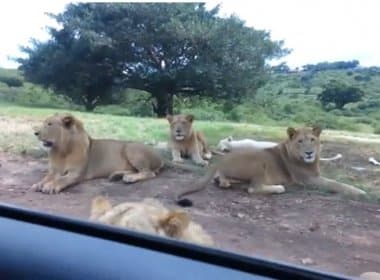Assista: Leão abre porta de carro durante safári na África do Sul
