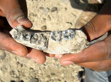 Cientistas encontram fóssil de ancestral mais antigo dos seres humanos