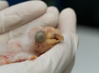 Zoo de São Paulo assiste nascimento de primeira arara-azul-de-lear em cativeiro