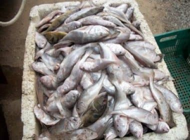 Ibama e Inema apreendem quase duas toneladas de peixes no norte da BA
