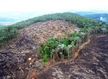 Governo brasileiro abriu mão de combater desmatamento, diz Greenpeace