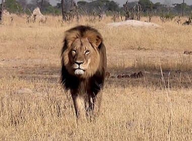 Famoso leão do Zimbábue é morto por espanhol munido de arco e flecha