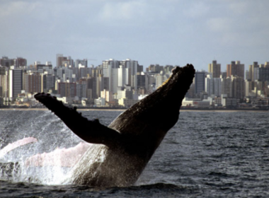 Mais de 200 baleias jubarte foram avistadas no litoral baiano em um mês