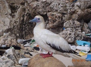 Mais de 90% das aves marinhas têm plástico no estômago, diz estudo