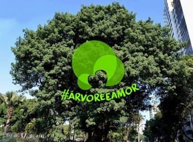 Coletivo soteropolitano lança campanha em prol de preservação de árvores