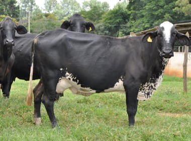Rebanho bovino do Brasil cresce 0,3% em 2014, diz IBGE