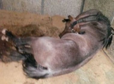 Cavalo premiado morre eletrocutado em baia da Fenagro