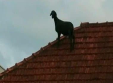Vídeo mostra bode ‘passeando’ em telhado no interior de SP