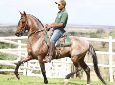 Avaliado em R$ 200 mil, cavalo Forró do Cardeal pertencia a haras de Leo Barros