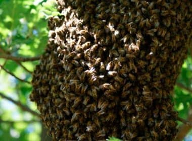 Morte de agricultor após ataque de abelhas é notícia em Municípios