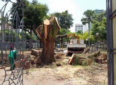 Internautas questionam poda de árvore no Campo Grande; prefeitura justifica praga