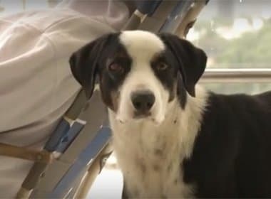 Cão vive há três meses em hospital em que o dono morreu