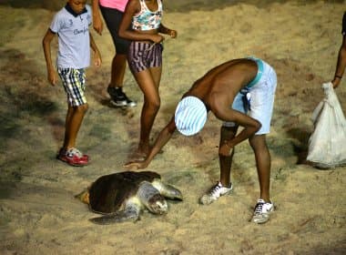 Em meio ao carnaval, foliões encontram Tartaruga-Marinha em praia na Barra