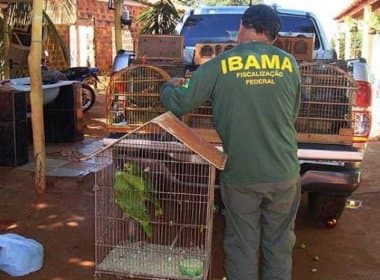 Operação resgata quase 900 animais silvestres no norte da Bahia
