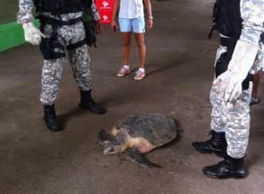 Guarda Municipal resgata tartaruga, tamanduá e uma coruja