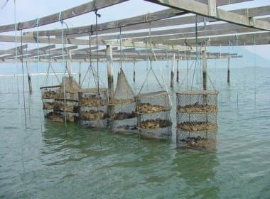 Por contaminação com toxina, produção de ostras é suspensa no litoral catarinense