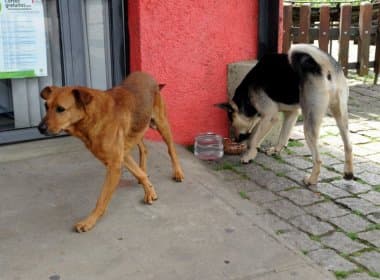 Justiça determina que prefeitura em Santa Catarina dê abrigo a animais abandonados