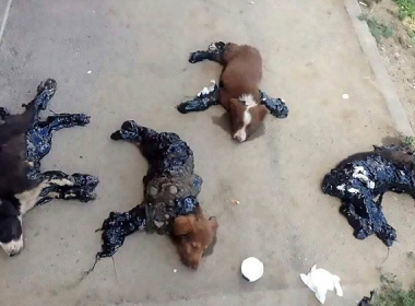 Filhotes de cachorro são cobertos com piche e colados no chão na Romênia