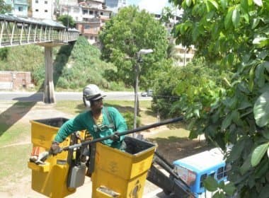 Prefeitura encaminha à Câmara lei sobre plantio e poda de árvores em Salvador