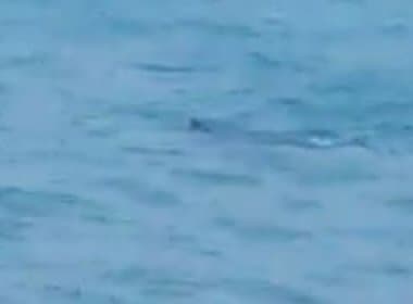 Tubarão é visto na Baía de Todos os Santos próximo à Codeba; veja vídeo