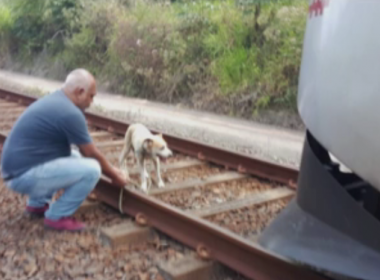 Cadela é presa aos trilhos de metrô e tem vida salva por maquinista