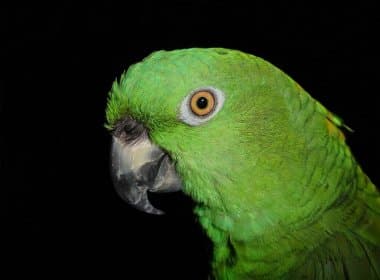 ‘Dedo-duro’: Papagaio denuncia traição e provoca fim de casamento