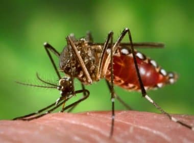Bahia tem 165 municípios com risco de surto de dengue, chikungunya e zika