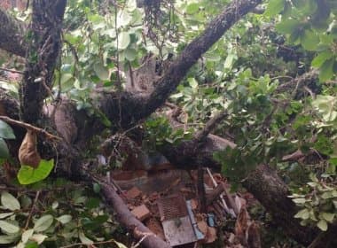 Alaketu: Idosa morre após árvore sagrada cair; quatro imóveis foram atingidos