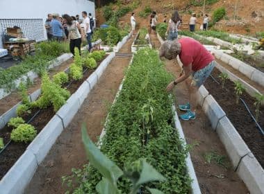 Moradores transformam terreno baldio em horta em meio a prédios na Pituba