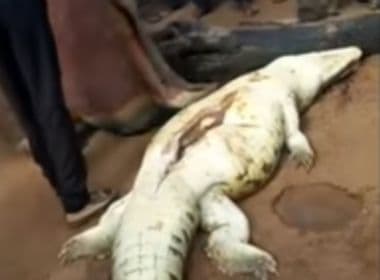 Moradores abrem barriga de crocodilo e encontram corpo de criança de 8 anos; veja vídeo