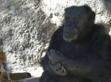 Chimpanzé consegue habeas corpus para viver em santuário brasileiro