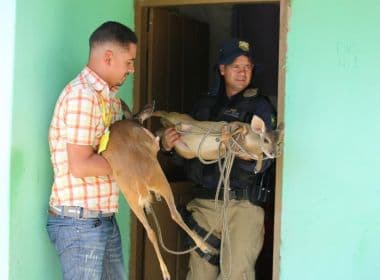 Agentes resgatam filhotes de veados criados ilegalmente Paratinga