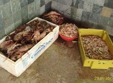 Coppa apreende 130 kg de lagosta pescados ilegalmente; camarão rosa foi confiscado